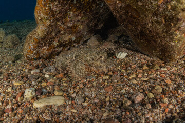 Fish swim in the Red Sea, colorful fish, Eilat Israel