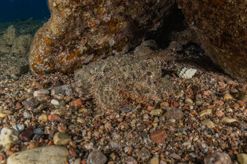 Fish swim in the Red Sea, colorful fish, Eilat Israel