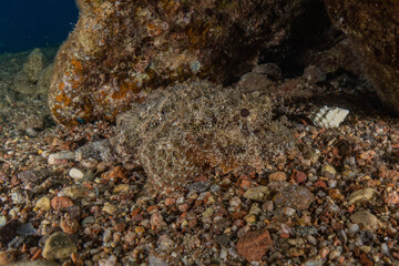Fish swim in the Red Sea, colorful fish, Eilat Israel
