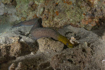 Moray eel Mooray lycodontis undulatus in the Red Sea, Eilat Israel