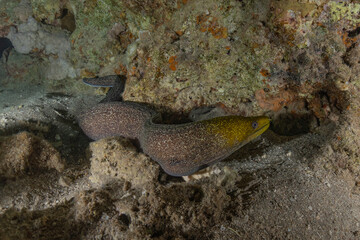 Moray eel Mooray lycodontis undulatus in the Red Sea, Eilat Israel