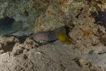 Moray eel Mooray lycodontis undulatus in the Red Sea, Eilat Israel