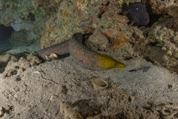 Moray eel Mooray lycodontis undulatus in the Red Sea, Eilat Israel