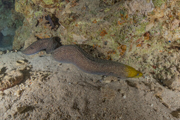 Moray eel Mooray lycodontis undulatus in the Red Sea, Eilat Israel