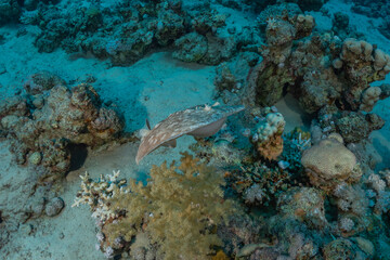 Persian Gulf torpedo On the seabed  in the Red Sea, Israel