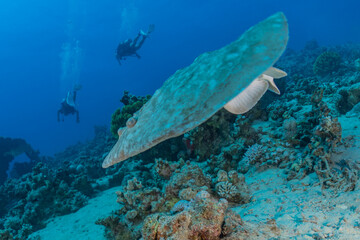 Obraz premium Persian Gulf torpedo On the seabed in the Red Sea, Israel