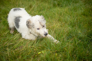 The dog is lying on the grass. Walk pet with white hair. Summer dog walking.