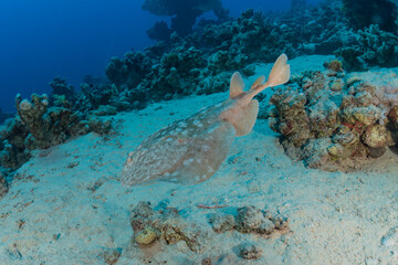 Persian Gulf torpedo On the seabed  in the Red Sea, Israel