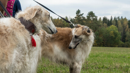 Obraz premium Russian greyhounds in nature. Russian borzoi dog stands against the background of autumn nature.