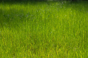 Green grass. Lawn in bright sunlight. Texture of young plants.