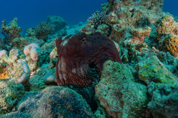 Octopus king of camouflage in the Red Sea, Eilat Israel 