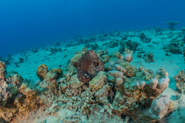 Fototapeta na wymiar Octopus king of camouflage in the Red Sea, Eilat Israel 