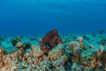 Octopus king of camouflage in the Red Sea, Eilat Israel 