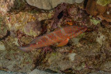 Fish swim in the Red Sea, colorful fish, Eilat Israel