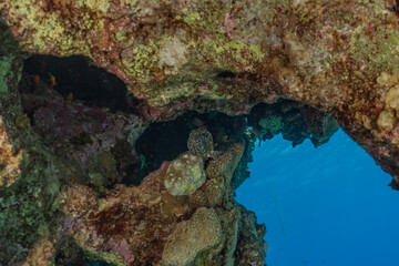 Coral reef and water plants in the Red Sea, Eilat Israel
