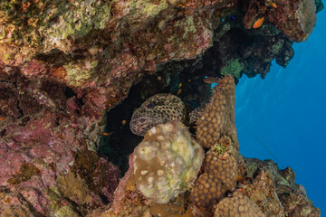 Coral reef and water plants in the Red Sea, Eilat Israel