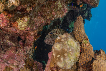 Coral reef and water plants in the Red Sea, Eilat Israel