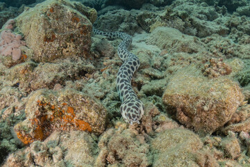 Tiger Snake Eel in the Red Sea Colorful and beautiful, Eilat Israel