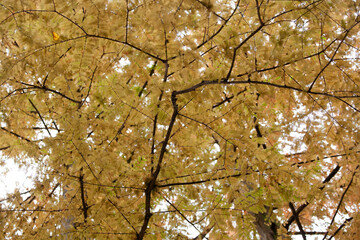 メタセコイアの紅葉　落葉　京都美山　芦生研究林　芦生の森　紅葉　原生林