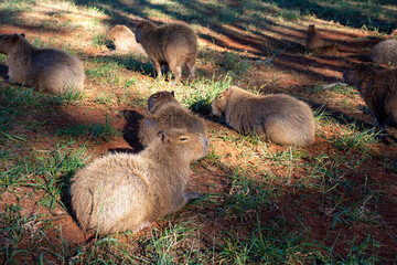 group of capybaras lying on the grass
