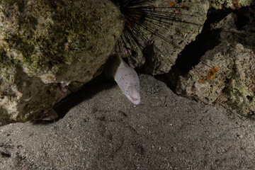 Moray eel Mooray lycodontis undulatus in the Red Sea, Eilat Israel