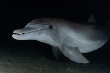 Naklejka premium Dolphin swimming in the Red Sea, Eilat Israel