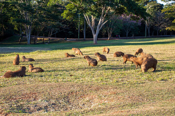group of capybaras lying on the grass