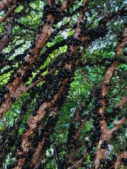 moss on tree
