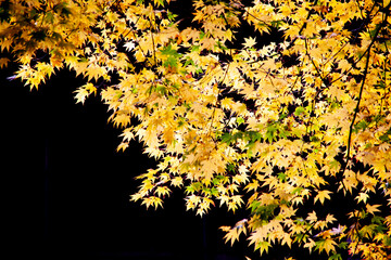 もみじ　紅葉　シルエット　黄葉