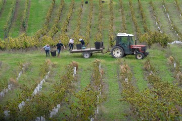 Fototapeta premium the vineyards of the Bordeaux region in France