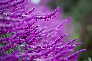 サルビア　サルビアの花　花壇