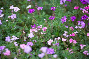 ビジョザクラ　花壇　可憐な花