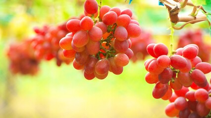 晩秋のブドウ畑