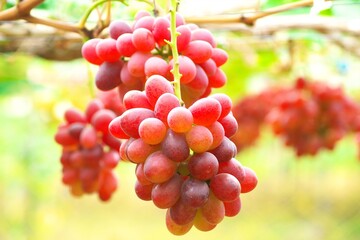 晩秋のブドウ畑