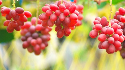 晩秋のブドウ畑