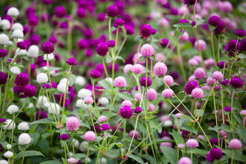 千日紅　センニチコウ　可憐　花壇