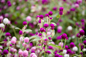 千日紅　センニチコウ　可憐　花壇