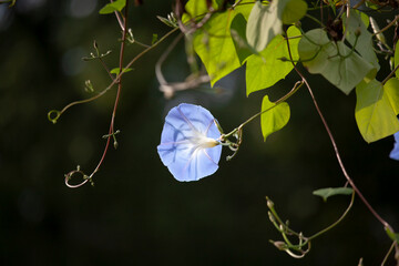 朝顔　水色の朝顔　花壇