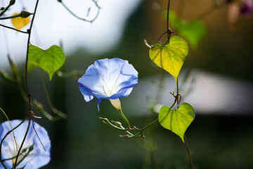 朝顔　水色の朝顔　花壇