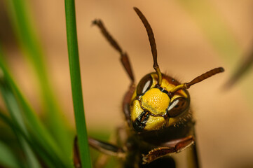 Friendly hornet