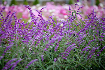 サルビア　セージ　ラベンダー