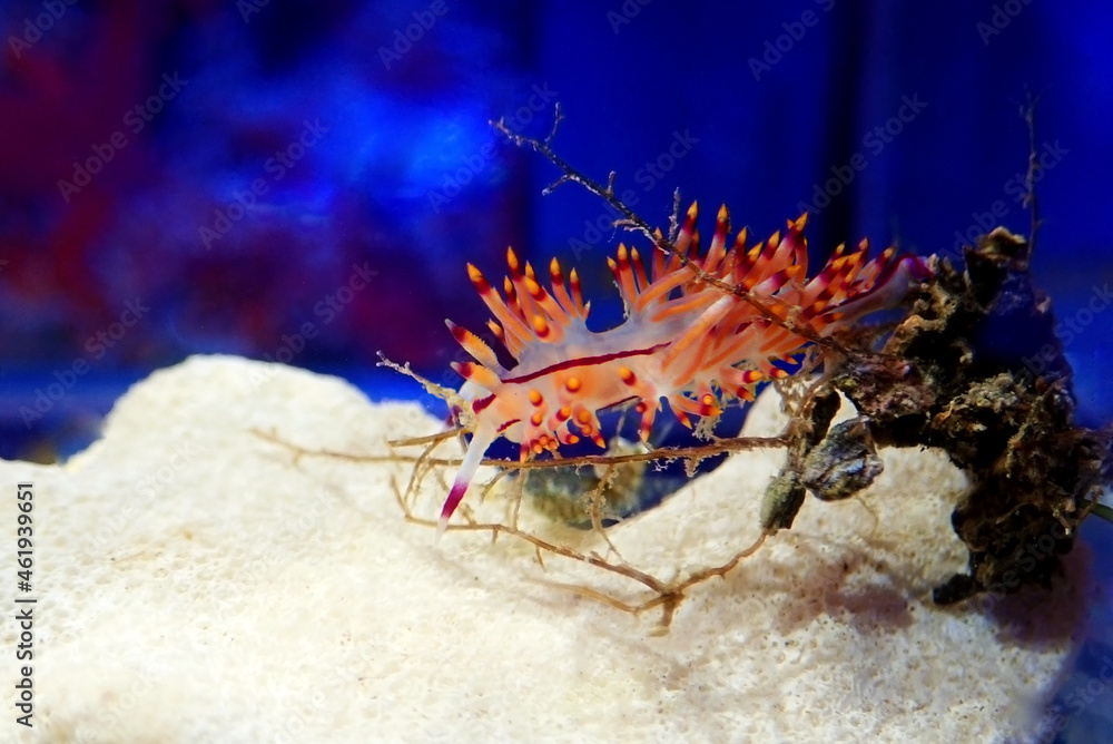 Wall mural Underwater shot in Mediterranean sea of colorful nudibranch - Flabellina affinis - Wall murals