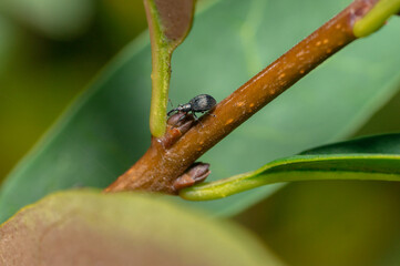 Weevil on a branch