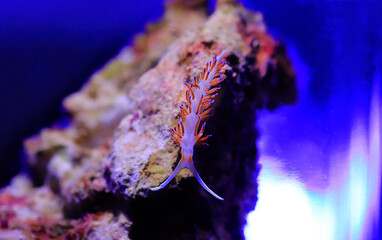 Underwater shot in Mediterranean sea of colorful nudibranch - Flabellina affinis
