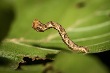 A caterpillar on a leaf