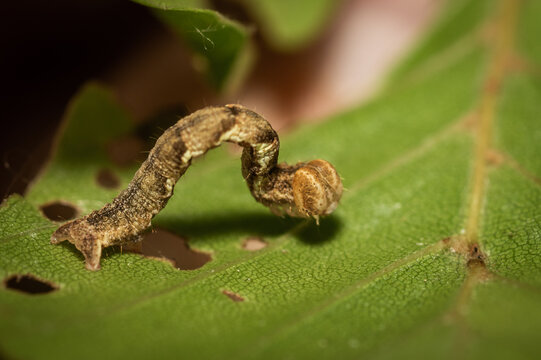 A caterpillar on a leaf