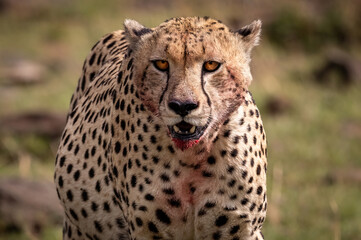 Cheetah in Africa 