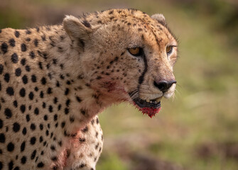 Cheetah in Africa 