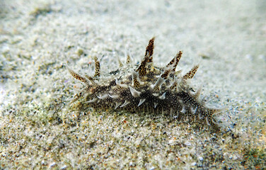Ragged Hairy Sea hare - Bursatella leachii