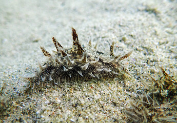 Ragged Hairy Sea hare - Bursatella leachii